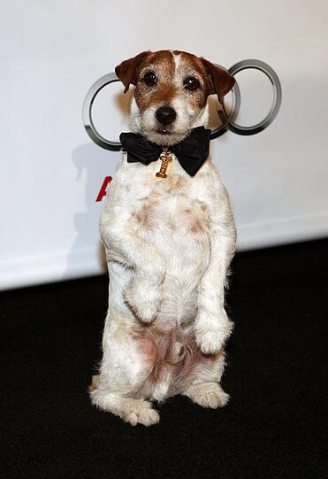 Der wohl tierischste Star des Abends: "The Artist"-Filmhund Uggie.
