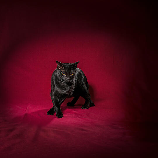 Beim ersten Blick auf eine Bombay-Katze wundern Sie sich wahrscheinlich, wie ein kleiner Panther in die Zivilisation gelangt ist, aber hinter dieser Rasse stecken gar keine Wildkatzen. Eigentlich gibt es sogar zwei verschiedene Bombay-Rassen &ndash; die Amerikanische und die Britische Bombay &ndash;, aber beide sind auffällige, pechschwarze Katzen, verwandt mit den Burma-Katzen.