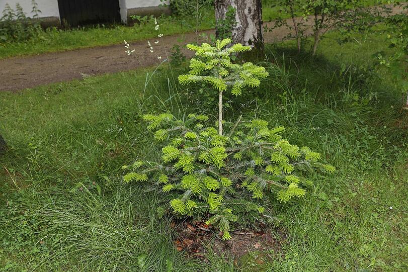 Einfach mal frech in die Wiese eingepflanzt: ein kleiner Christbaum.