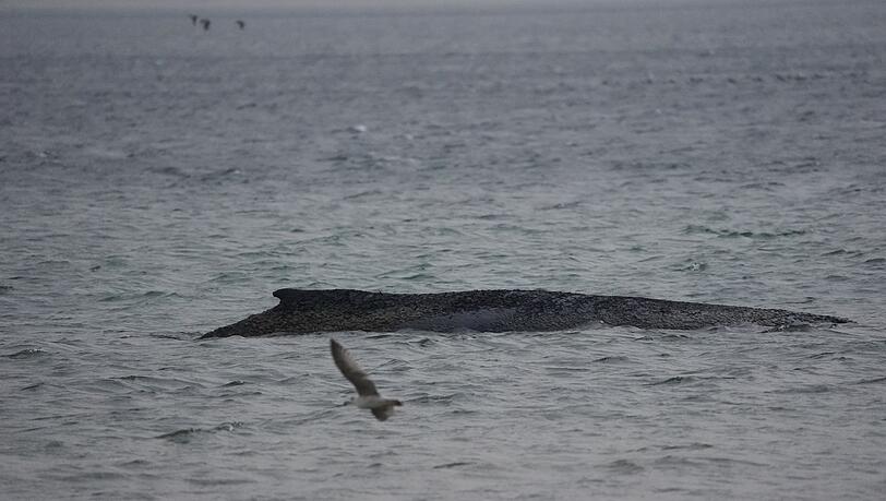 In der Ostsee ist ein Wal gestrandet.