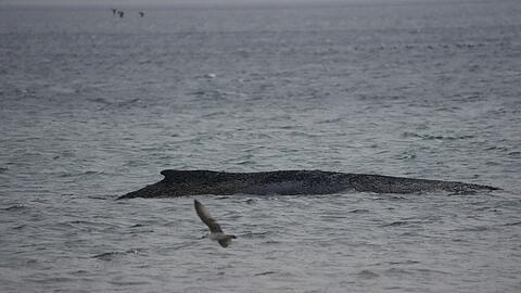 In der Ostsee ist ein Wal gestrandet.