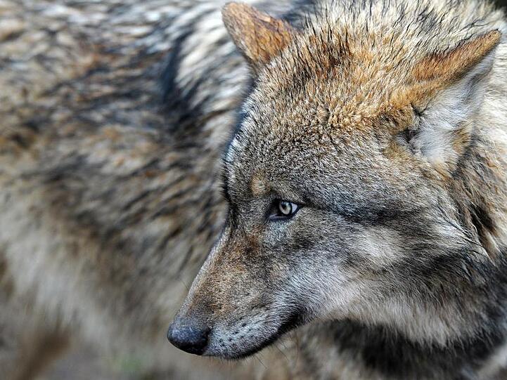 Ein Europäischer Wolf (lat. Canis lupus lupus) streift durch das Gehege im Wildpark Schloss Tambach. Foto: David Ebener/Archiv