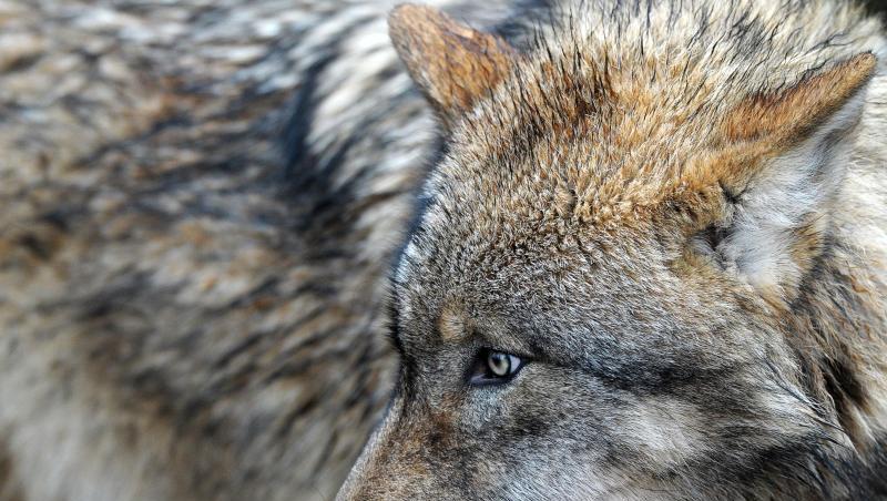 Ein Europäischer Wolf (lat. Canis lupus lupus) streift durch das Gehege im Wildpark Schloss Tambach. Foto: David Ebener/Archiv Ein Europäischer Wolf (lat. Canis lupus lupus) streift durch das Gehege im Wildpark Schloss Tambach. Foto: David Ebener/Archiv