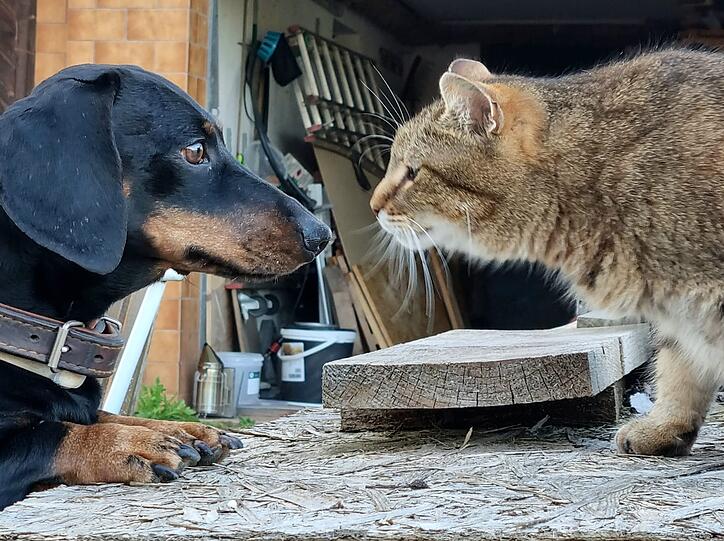 Dackel Seppi und Hauskatze Miez