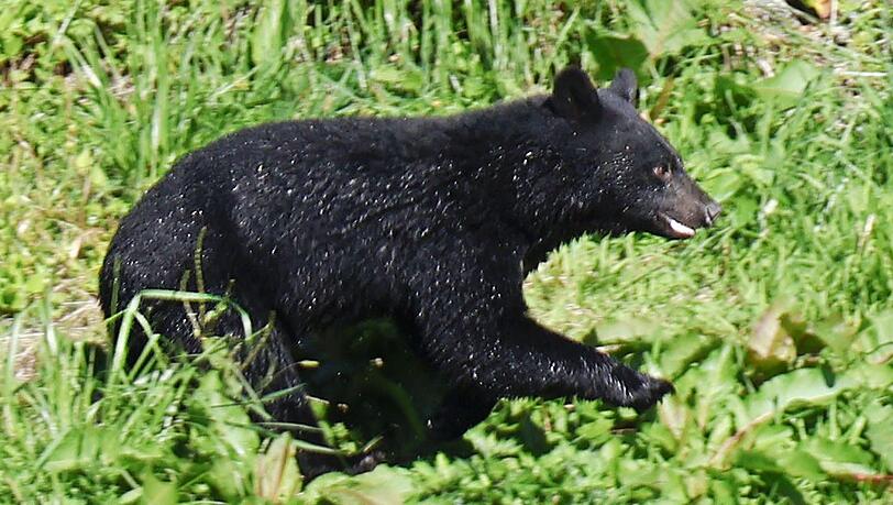 Immer mehr Menschen werden in Japan von Bären angegriffen. (Archivbild) Immer mehr Menschen werden in Japan von Bären angegriffen. (Archivbild)