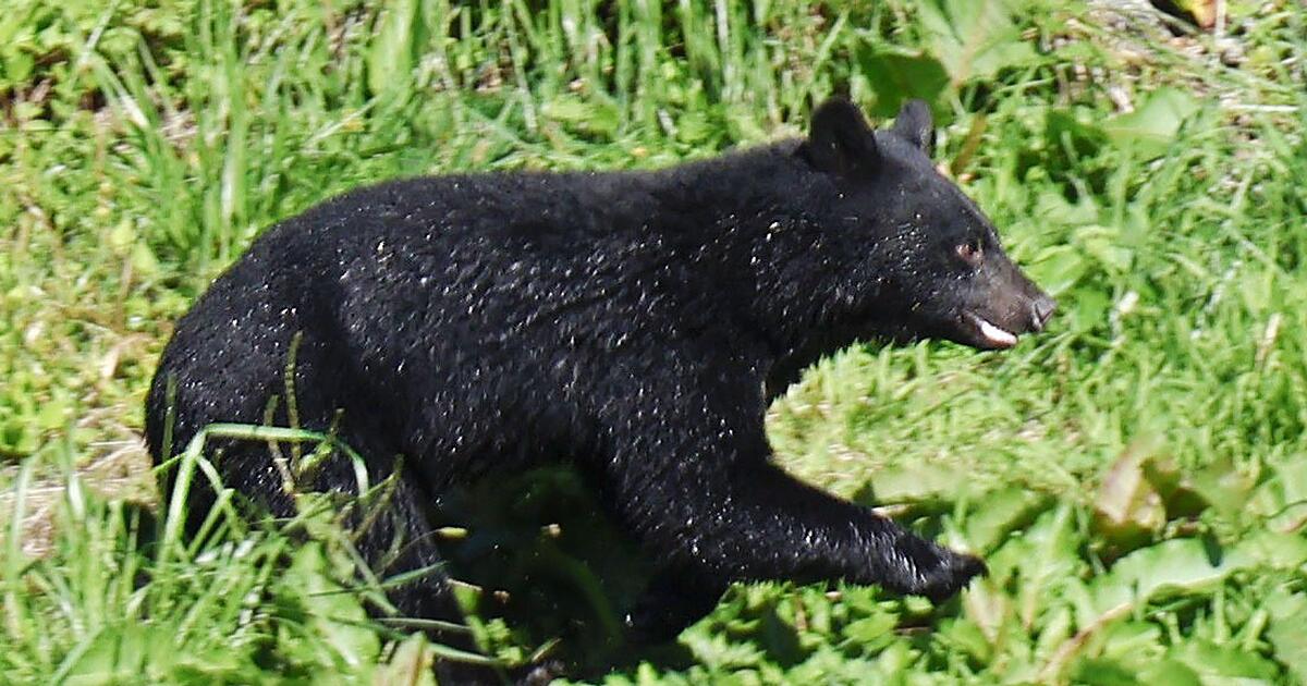 Rekordzahl-an-Todesf-llen-Japan-bl-st-zur-B-renjagd