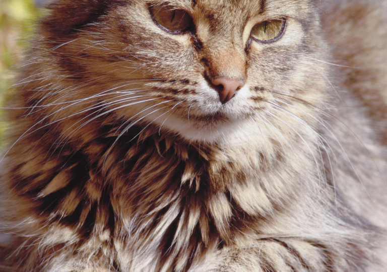 Leo