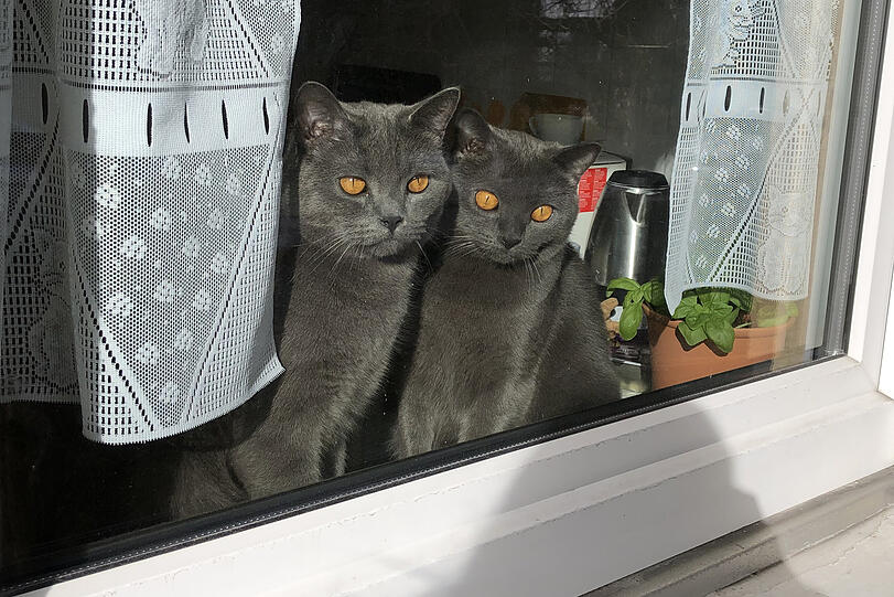 Amadeo und Benedetto