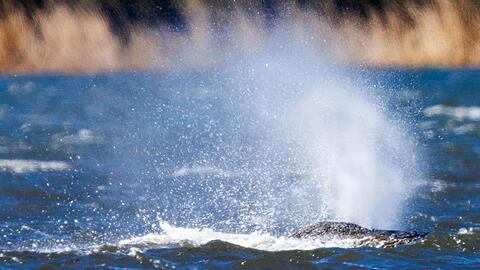 Der Buckelwal liegt vor der Insel Poel und bl&auml;st Atemluft aus.