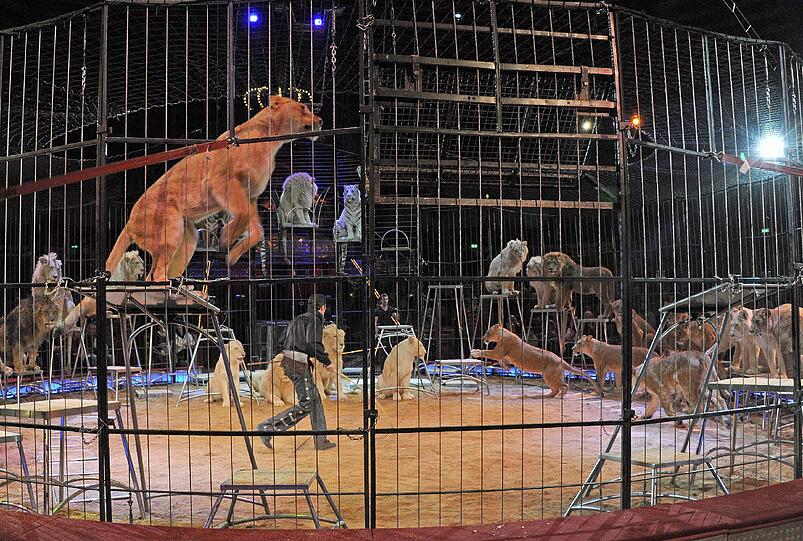 Dompteur Martin Lacey Jr. tritt mit seinen Raubkatzen in München bei der sogenannten Februar-Premiere im Circus Krone auf.