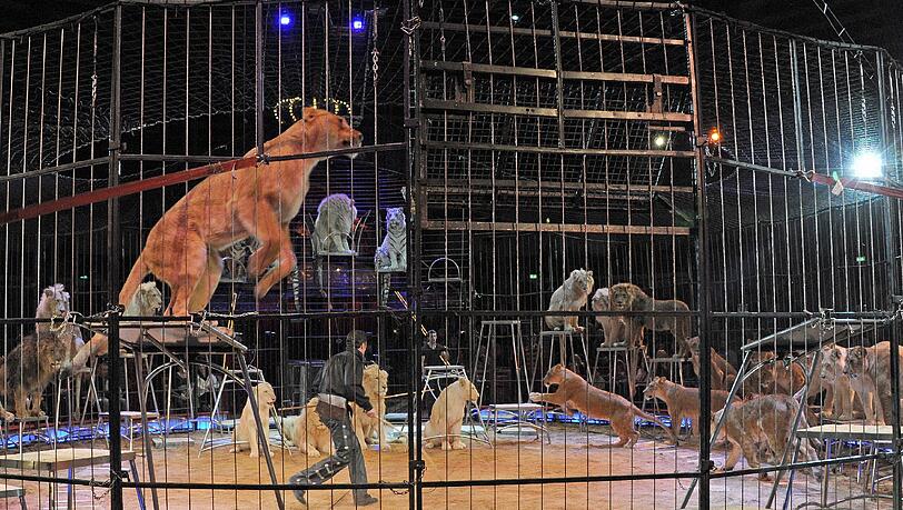 Dompteur Martin Lacey Jr. tritt mit seinen Raubkatzen in München bei der sogenannten Februar-Premiere im Circus Krone auf.