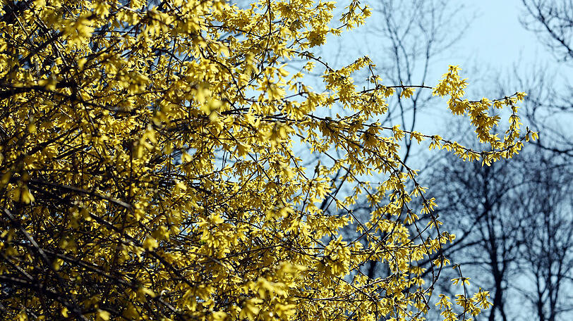 Die Forsythien blühen im Englischen Garten gerade in voller Pracht.