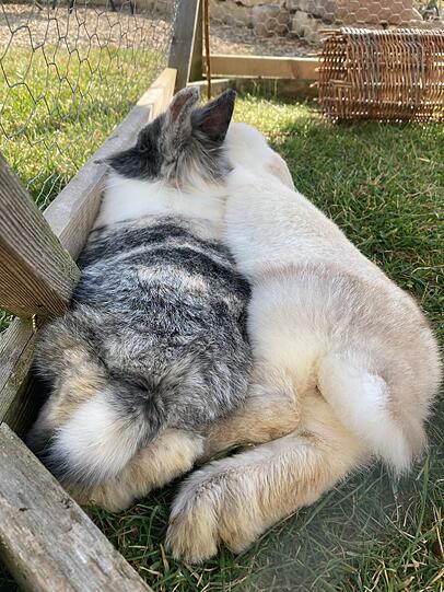 Schecki und Schlappi