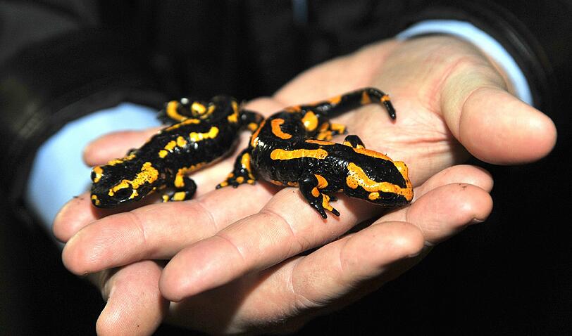 Sie sind auch in bayerischen Gärten und Biotopen zu finden: die Feuersalamander. Faszinierend an den behäbigen Tierchen ist ihre Fähigkeit, verletzte oder abgetrennte Körperteile sehr schnell wieder zu regenerieren.