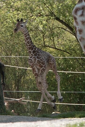 Ein zuckersüßes Giraffenbaby wartet im Tierpark Hellabrunn auf Besucher. Zwei Wochen ist es gerade alt. Hier gibt's schon mal die nettesten Fotos von dem putzigem Tierchen.