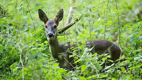 Kein Herz für Rehe: Wenn es nach Bayerns Grünen geht, soll in bayerischen Wälder bald auch nachts auf Rotwild Jagd gemacht werden.