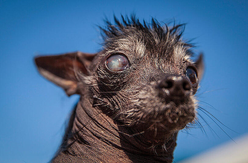Weitere Bilder des "Ugliest Dog"-Wettbewerbs aus den USA.