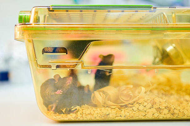 Mäuse bewegen sich in einem geschlossenen Behälter in einem Labor des Deutschen Krebsforschungszentrums (DKFZ). Mäuse bewegen sich in einem geschlossenen Behälter in einem Labor des Deutschen Krebsforschungszentrums (DKFZ).