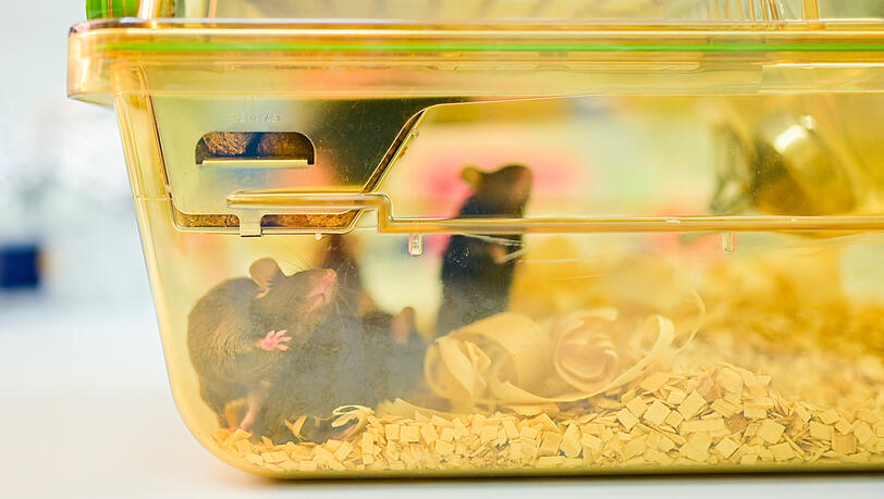 Mäuse bewegen sich in einem geschlossenen Behälter in einem Labor des Deutschen Krebsforschungszentrums (DKFZ). Mäuse bewegen sich in einem geschlossenen Behälter in einem Labor des Deutschen Krebsforschungszentrums (DKFZ).
