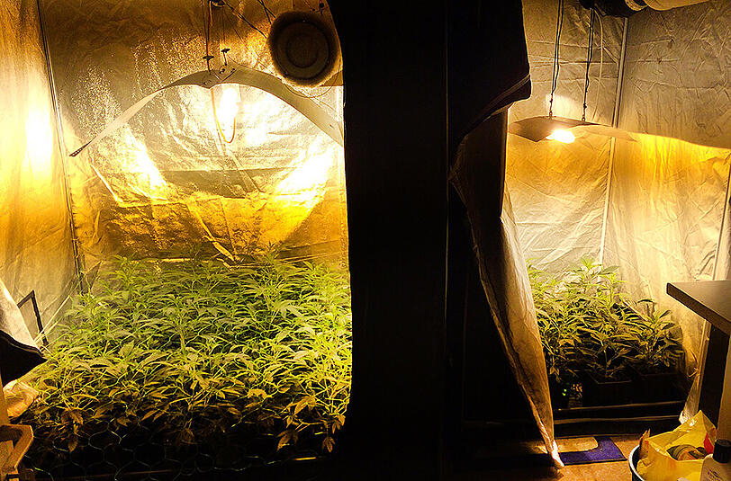Bild einer Cannabis-Plantage in einer Wohnung. Im Oktober 2014 stellte die Polizei in der Wohnung eines 53-Jährigen rund 15 Kilogramm Marihuana sicher. (Archivbild)
