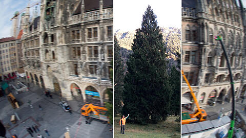 Der neue Baum für den Marienplatz kommt aus Farchant bei Garmisch-Partenkirchen.