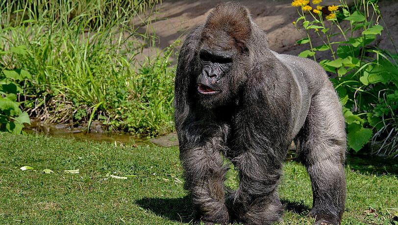 Gorilla Fritz in seinem Gehege im Nürnberger Tiergarten. Fritz wurde 1963 in Kamerun geboren und galt als ältester in einem europäischen Zoo lebende Gorilla. H