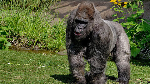 Gorilla Fritz in seinem Gehege im Nürnberger Tiergarten. Fritz wurde 1963 in Kamerun geboren und galt als ältester in einem europäischen Zoo lebende Gorilla. H