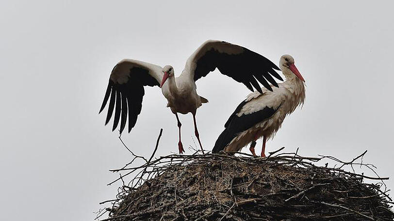 Storch Ronny (rechts) und seine Partnerin im brandenburgischen Glambeck.