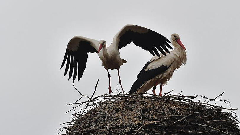 Storch Ronny (rechts) und seine Partnerin im brandenburgischen Glambeck. Storch Ronny (rechts) und seine Partnerin im brandenburgischen Glambeck.
