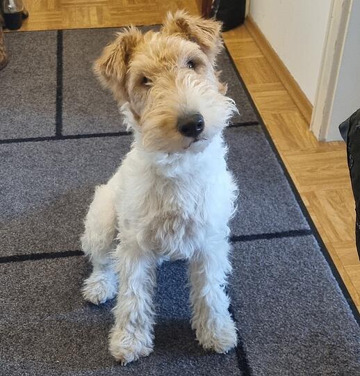 Milou