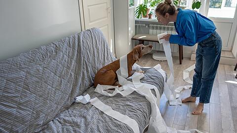 Schimpfen ist ein No-Go, warnt Tierärztin Astrid Schubert.