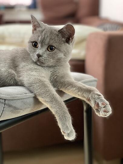 Kittiminator
