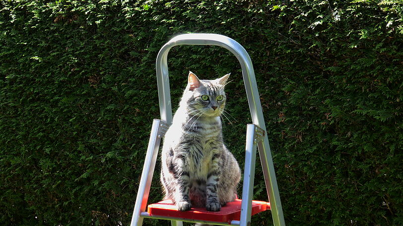 Feline
