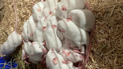 Über 400 Mäuse wurden von den Tierschutzinspektoren des Tierschutzvereins zusammen mit dem Mäuseasyl-München gerettet.
