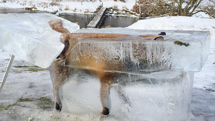 Der Fuchs als Eisblock: Ein Jäger schnitt das erforene Tier aus der Donau.