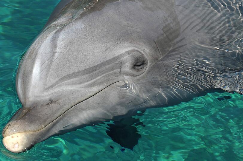 Ein Delfin in der neuen Lagune im Nürnberger Tiergarten.