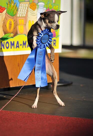2010 wurde Princess Abby zum hässlichsten Hund der Welt gewählt. Der Chihuahua-Mix hat ein kaputtes Auge und einen krummen Rücken.