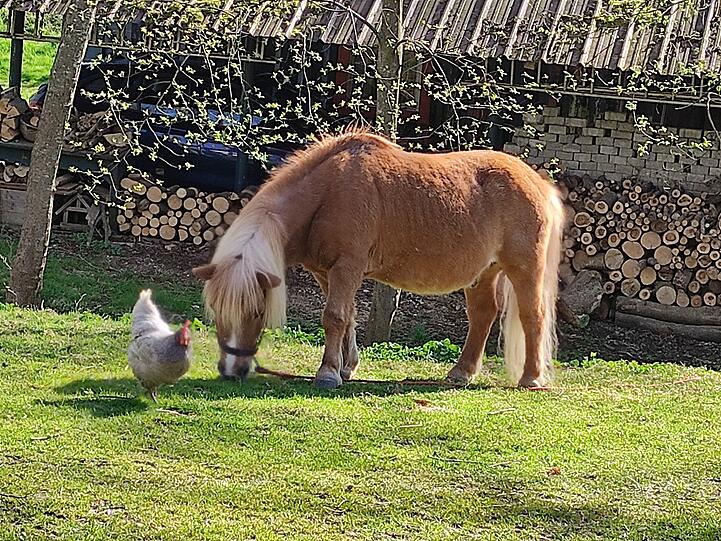 Huhn Klara und Shetlandpony Balou