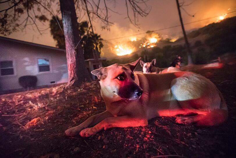 Zwei Hunde liegen ängstlich vor einem Haus in Fillmore während im Hintergrund das Feuer alles zerstört.