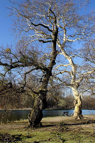 Gegen die Schwäne im Schlosspark sieht der Baum richtig trist aus.