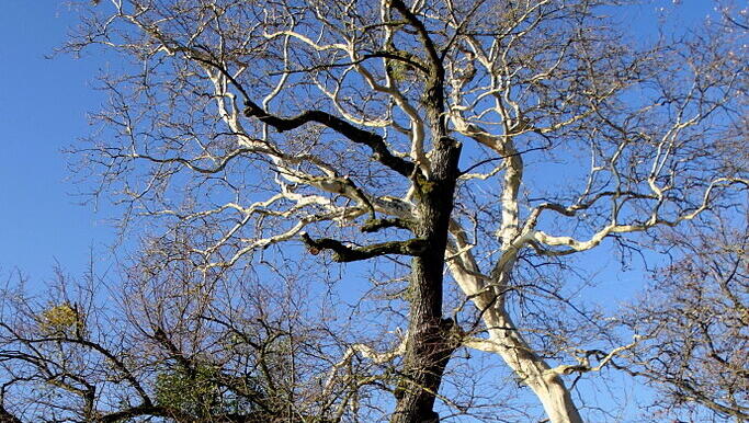 Gegen die Schwäne im Schlosspark sieht der Baum richtig trist aus. Gegen die Schwäne im Schlosspark sieht der Baum richtig trist aus.