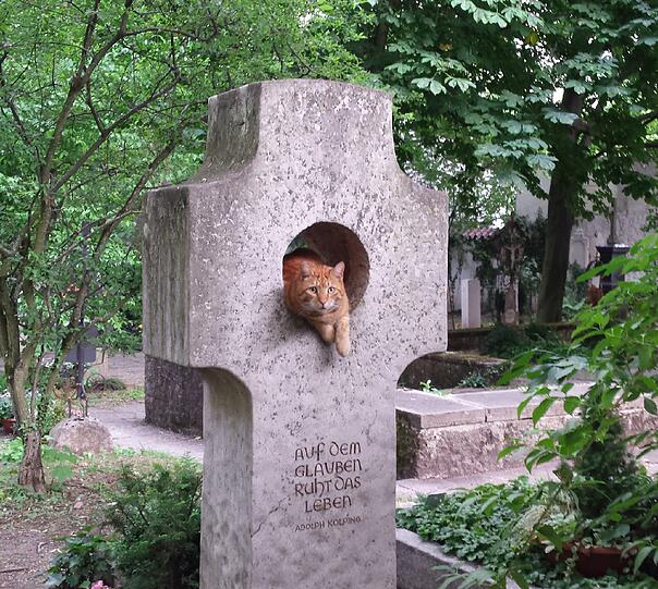 Diese Katze genießt offensichtlich die Friedhofsruhe.