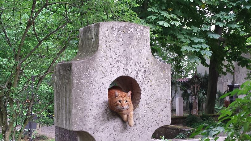 Diese Katze genießt offensichtlich die Friedhofsruhe. Diese Katze genießt offensichtlich die Friedhofsruhe.
