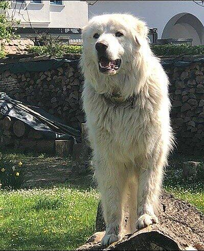 Seppi