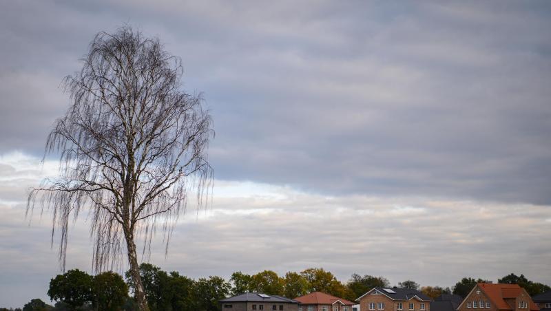 Ein Baum steht an einem Acker am Stadtrand von Lohne. Foto: Mohssen Assanimoghaddam/dpa Ein Baum steht an einem Acker am Stadtrand von Lohne. Foto: Mohssen Assanimoghaddam/dpa