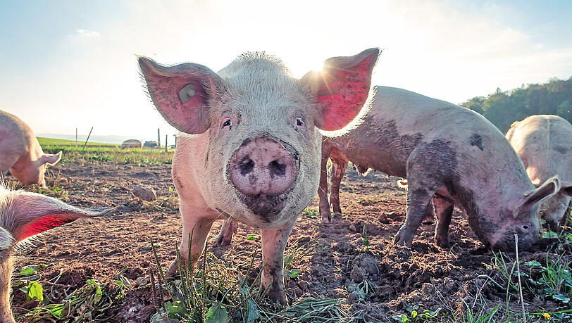 Im Münchner  Rathaus wird es auch in Zukunft kein Schwein geben. (Symbolbild: