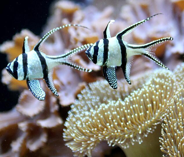 Sie glitzern ganz ohne Swarovski-Steinchen: die eleganten Banggai-Kardinalbarsche.