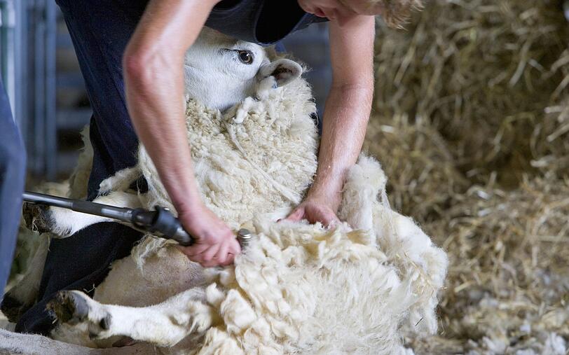 Natürlich muss Ökomode nicht zwingend vegan sein: Bei der Wollproduktion etwa muss das Schaf in der Regel nicht getötet werden. Dennoch ist Vorsicht geboten: Oft stammt Wolle heutzutage aus Australien. Blutende Wunden sind bei den dort beheimateten Tier nach der Schur keine Seltenheit. Natürlich muss Ökomode nicht zwingend vegan sein: Bei der Wollproduktion etwa muss das Schaf in der Regel nicht getötet werden. Dennoch ist Vorsicht geboten: Oft stammt Wolle heutzutage aus Australien. Blutende Wunden sind bei den dort beheimateten Tier nach der Schur keine Seltenheit.