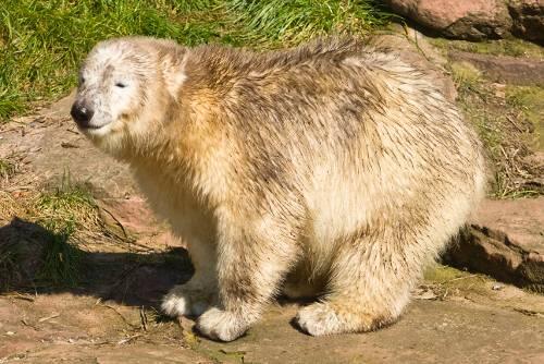 Rund 77 Kilo bringt das Nürnberger Eisbärenmädchen derzeit auf die Waage.