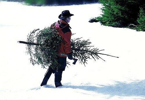 Condor nimmt Christbaum gratis mit